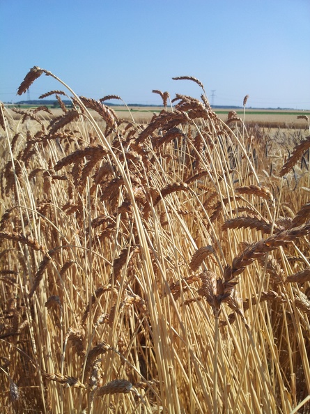 Les anciennes variétés de blé - le blé Rouge de Bordeaux - Crédit photo_ @Alexcarre49.jpg
