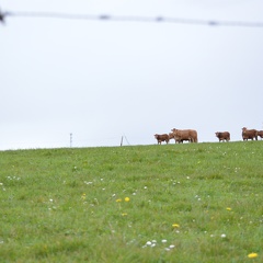 Limousine herbe, Bretagne, élevage, vache - Crédit photo  @HBonneau Terra