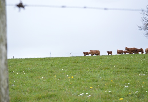Limousine herbe, Bretagne, élevage, vache - Crédit photo  @HBonneau Terra