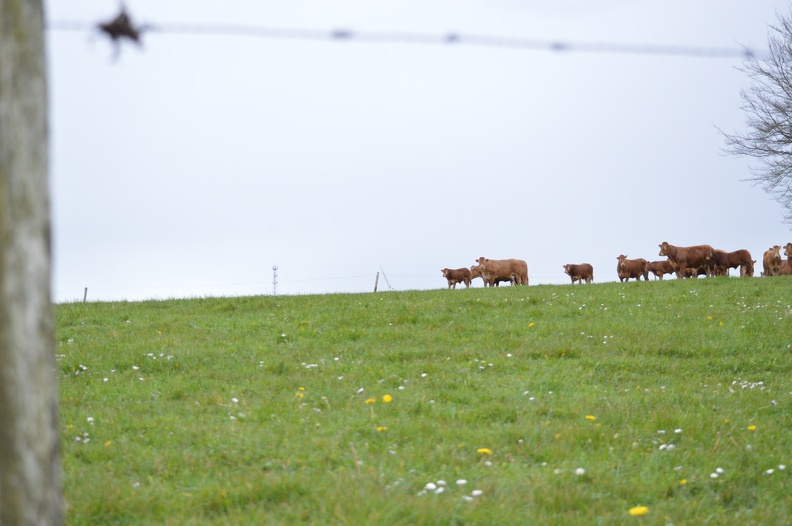 Limousine herbe, Bretagne, élevage, vache - Crédit photo_ @HBonneau_Terra.JPG