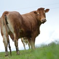 Limousine herbe, Bretagne, élévage, vache - Crédit photo  @HBonneau Terra