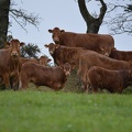 Limousine herbe, Bretagne, prairie, vache, élevage - Crédit photo  @HBonneau Terra