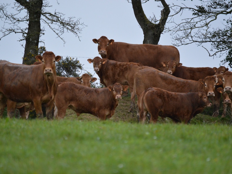 Limousine herbe, Bretagne, prairie, vache, élevage - Crédit photo  @HBonneau Terra