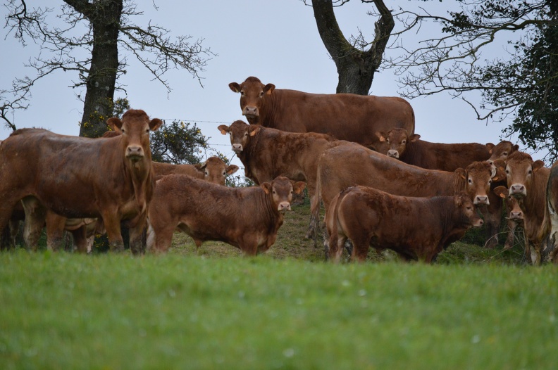 Limousine herbe, Bretagne, prairie, vache, élevage - Crédit photo_ @HBonneau_Terra.JPG