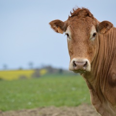 Limousine tête, Bretagne, vache, élévage - Crédit photo  @HBonneau Terra