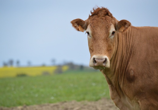 Limousine tête, Bretagne, vache, élévage - Crédit photo  @HBonneau Terra