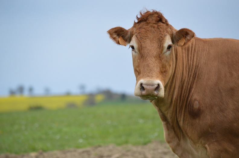 Limousine tête, Bretagne, vache, élévage - Crédit photo_ @HBonneau_Terra.JPG