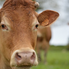 Limousine tête, Bretagne, vache, élevage (1)- Crédit photo  @HBonneau Terra