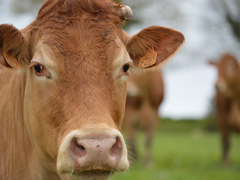 Limousine tête, Bretagne, vache, élevage (1)- Crédit photo  @HBonneau Terra