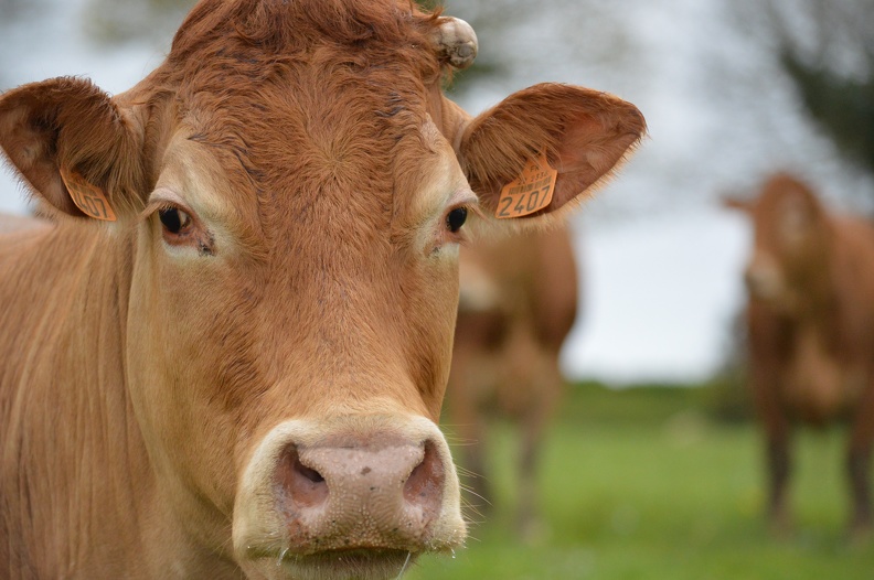 Limousine tête, Bretagne, vache, élevage (1)- Crédit photo_ @HBonneau_Terra.JPG