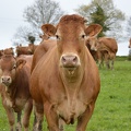 Limousine vache et veau, Bretagne, élevage - Crédit photo  @HBonneau Terra