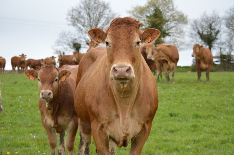Limousine vache et veau, Bretagne, élevage - Crédit photo_ @HBonneau_Terra.JPG