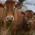 Limousine vache et veau, Bretagne, élevage (1) - Crédit photo  @HBonneau Terra