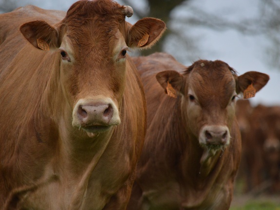 Limousine vache et veau, Bretagne, élevage (1) - Crédit photo  @HBonneau Terra
