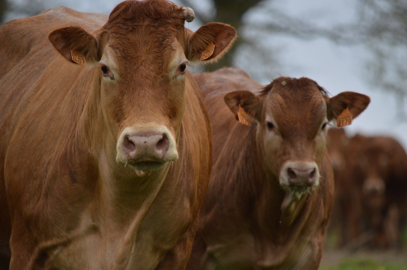 Limousine vache et veau, Bretagne, élevage (1) - Crédit photo_ @HBonneau_Terra.JPG