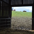 Limousine, herbe, bâtiment, Bretagne, vache - Crédit photo  @HBonneau Terra