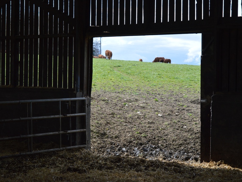 Limousine, herbe, bâtiment, Bretagne, vache - Crédit photo  @HBonneau Terra