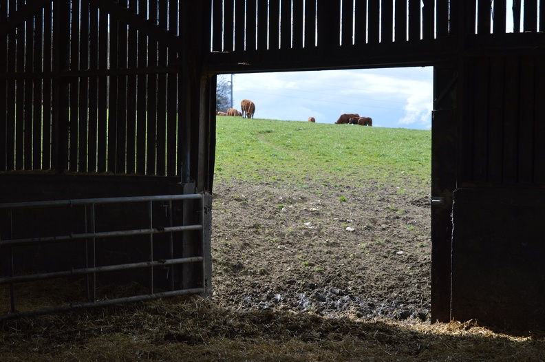 Limousine, herbe, bâtiment, Bretagne, vache - Crédit photo_ @HBonneau_Terra.JPG