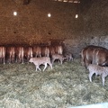 Limousines grange, vaches, veaux, élevage - Crédit photo   MF-JB-87