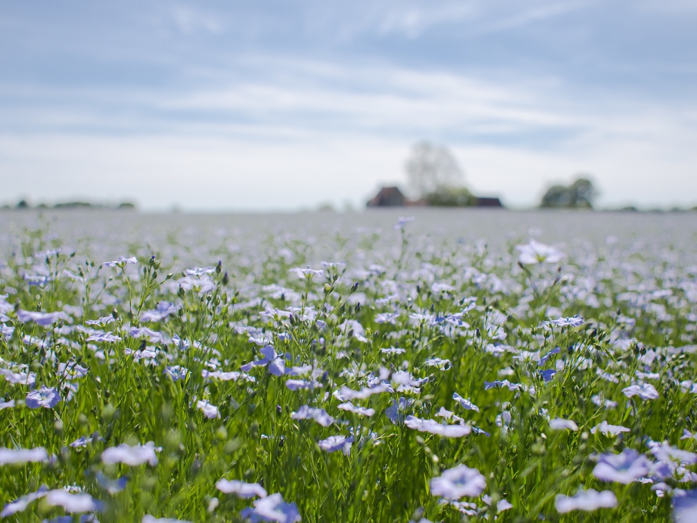 Lin fibre printemps, floraison, fleurs, Normandie, Eure - Crédit photo   Nadège PETIT @agri zoom(1)