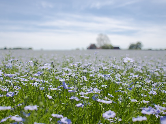 Lin fibre printemps, floraison, fleurs, Normandie, Eure - Crédit photo   Nadège PETIT @agri zoom(1)