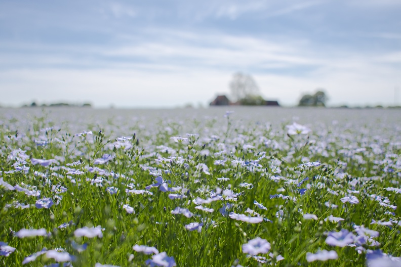 Lin fibre printemps, floraison, fleurs, Normandie, Eure - Crédit photo _ Nadège PETIT @agri_zoom(1).jpg