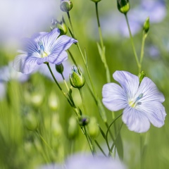 Lin fibre printemps, floraison, fleurs, Normandie, Eure - Crédit photo   Nadège PETIT @agri zoom(2)