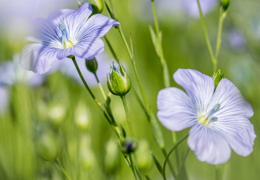 Lin fibre printemps, floraison, fleurs, Normandie, Eure - Crédit photo   Nadège PETIT @agri zoom(2)