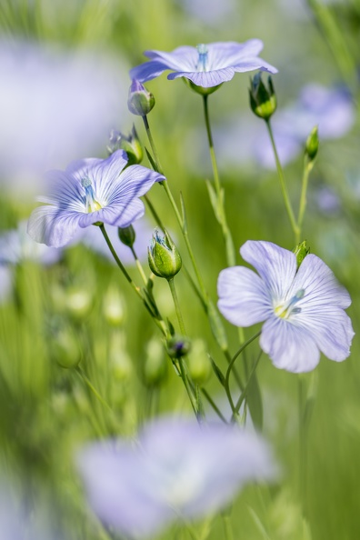 Lin fibre printemps, floraison, fleurs, Normandie, Eure - Crédit photo _ Nadège PETIT @agri_zoom(2).jpg