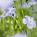 Lin fibre printemps, floraison, fleurs, Normandie, Eure - Crédit photo _ Nadège PETIT @agri_zoom(2).jpg