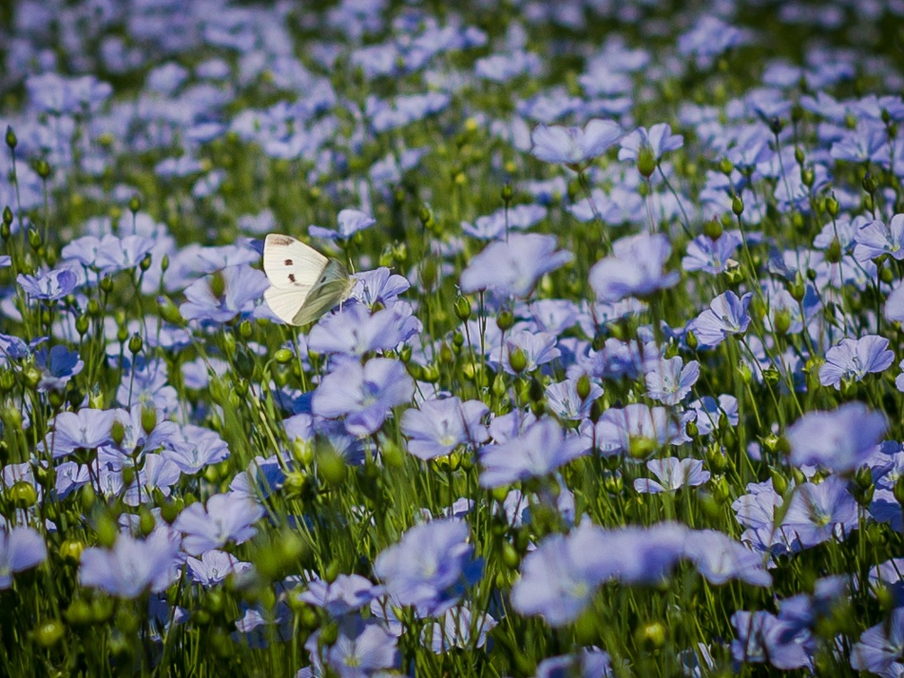 Lin fibre printemps, floraison, fleurs, Normandie, Eure - Crédit photo   Nadège PETIT @agri zoom(3)