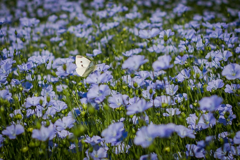 Lin fibre printemps, floraison, fleurs, Normandie, Eure - Crédit photo _ Nadège PETIT @agri_zoom(3).jpg