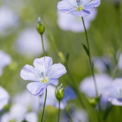 Lin fibre printemps, floraison, fleurs, Normandie, Eure - Crédit photo   Nadège PETIT @agri zoom(5)