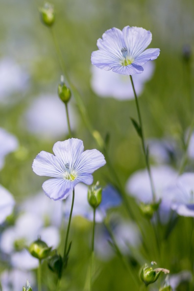 Lin fibre printemps, floraison, fleurs, Normandie, Eure - Crédit photo _ Nadège PETIT @agri_zoom(5).jpg