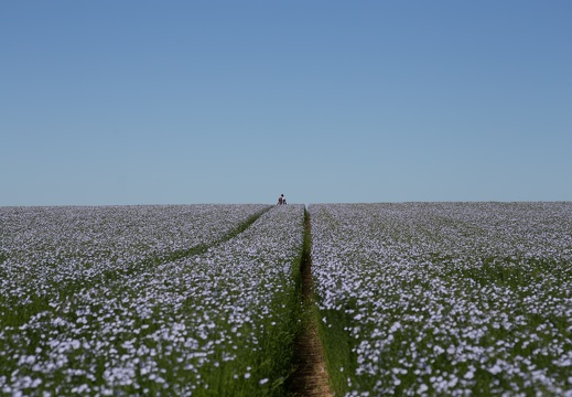 Lin fibre printemps, floraison, fleurs, Normandie, Eure - Crédit photo   Nadège PETIT @agri zoom
