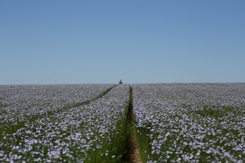 Lin fibre printemps, floraison, fleurs, Normandie, Eure - Crédit photo _ Nadège PETIT @agri_zoom.jpg
