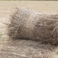 Lin fibre, récolte, enroulage, Normandie, Eure - Crédit photo   Nadège PETIT @agri zoom(1)