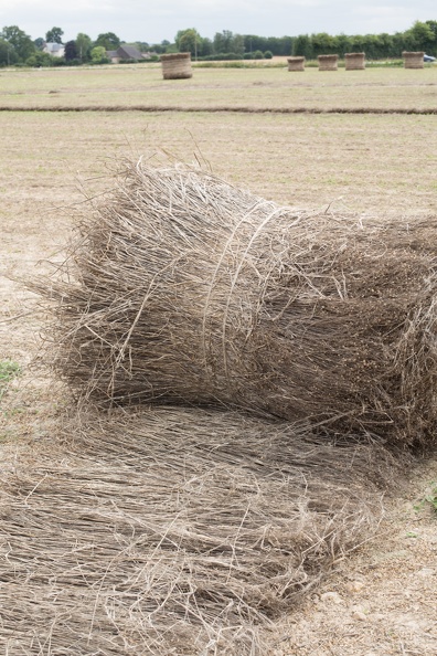 Lin fibre, récolte, enroulage, Normandie, Eure - Crédit photo _ Nadège PETIT @agri_zoom(1).jpg