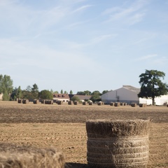 Lin fibre, récolte, enroulage, Normandie, Eure - Crédit photo   Nadège PETIT @agri zoom(4)