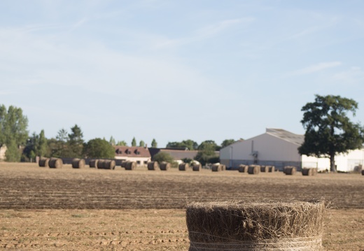 Lin fibre, récolte, enroulage, Normandie, Eure - Crédit photo   Nadège PETIT @agri zoom(4)