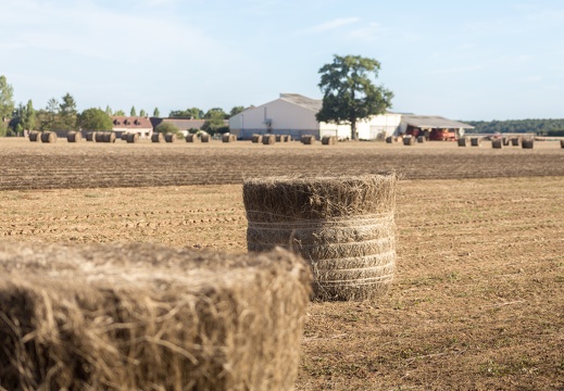 Lin fibre, récolte, enroulage, Normandie, Eure - Crédit photo   Nadège PETIT @agri zoom(5)