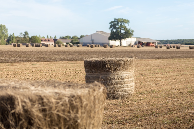 Lin fibre, récolte, enroulage, Normandie, Eure - Crédit photo _ Nadège PETIT @agri_zoom(5).jpg