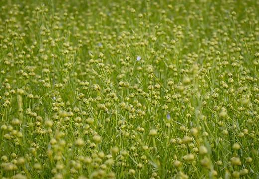 Lin graines semences, Normandie, Eure - Crédit photo   Nadège PETIT @agri zoom
