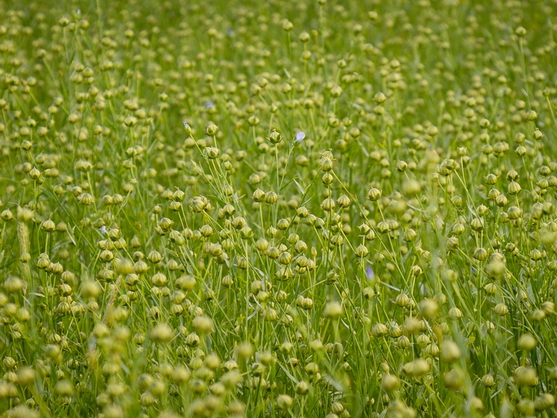 Lin graines semences, Normandie, Eure - Crédit photo   Nadège PETIT @agri zoom