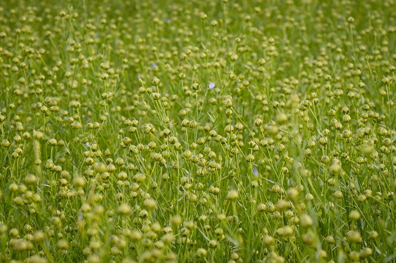 Lin graines semences, Normandie, Eure - Crédit photo _ Nadège PETIT @agri_zoom.jpg