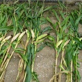 Maïs comptage larvaires pyrale et sésamie en septembre - Crédit photo_ @bubu1664.jpg