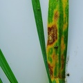 Maladie du blé  septoriose - Crédit photo  @bubu1664