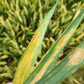 maladies du blé tendre - Crédit photo _ #FrAgTw.jpg