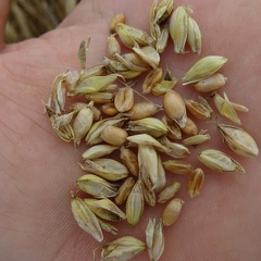 Maturité du grain de blé tendre - Crédit photo  @bubu1664