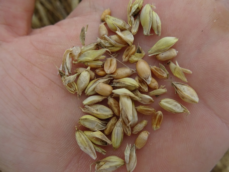 Maturité du grain de blé tendre - Crédit photo  @bubu1664